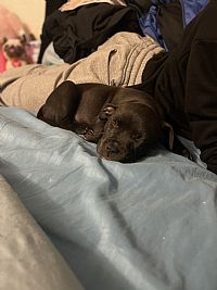 Deanta williams profile photo