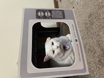 Hannahandcat profile photo
