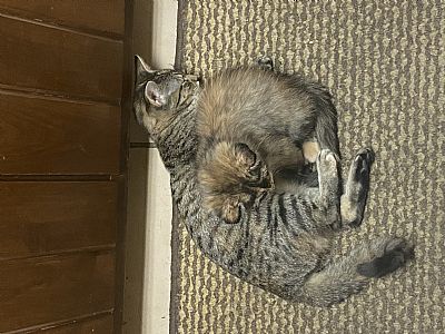 HazyWaves profile photo