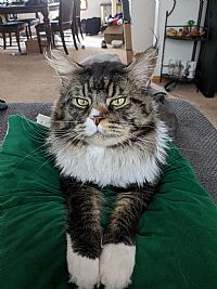 SyrianRave profile photo