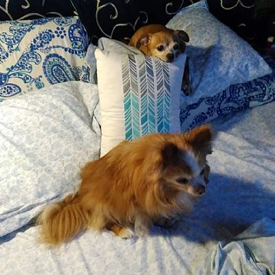 Mustluvdogs73 profile photo