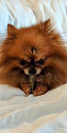 Pomchilove profile photo