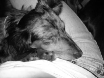 dandy_li0n profile photo