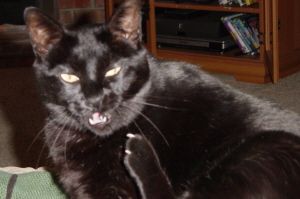 helandladdy profile photo