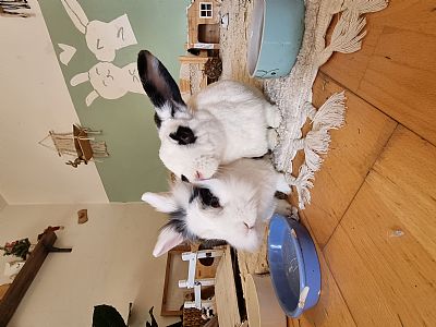 AliceSch profile photo