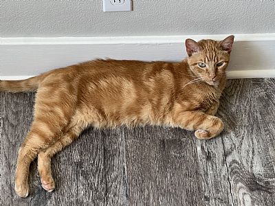 sarasari profile photo