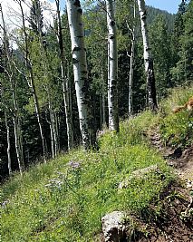 calculator profile photo