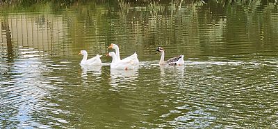 calculator profile photo