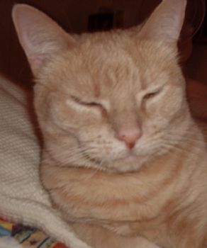 aconrad profile photo