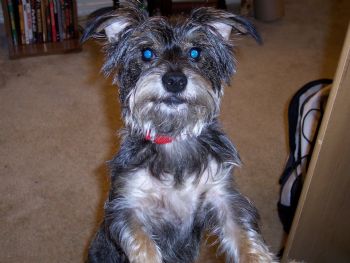 ua_diva profile photo