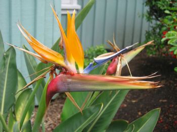 Chevelle72 profile photo