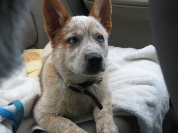 Chevelle72 profile photo