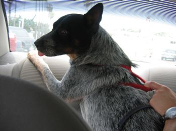 Chevelle72 profile photo