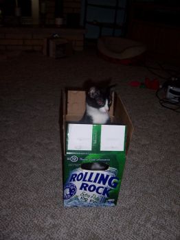 AMPaters3148 profile photo