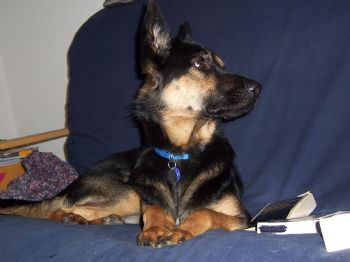 dspare1 profile photo