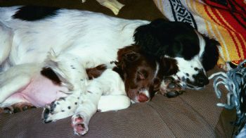 stevecota profile photo