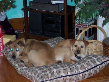 Zarine profile photo