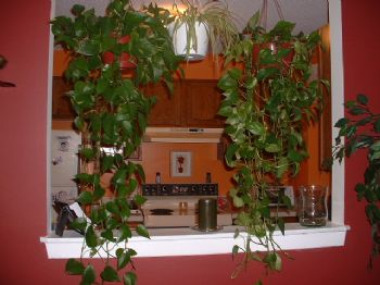 Kailua7182 profile photo