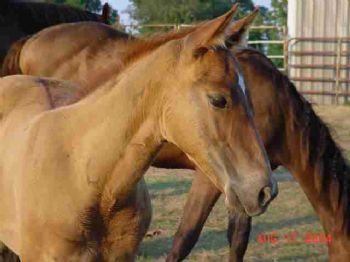 Bullrider profile photo