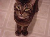 Steve-o profile photo