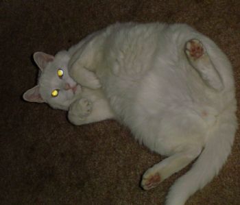 ladybuggb2 profile photo