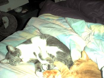 karmamara profile photo