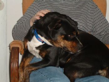 dellismt profile photo