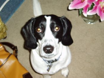 vcbell profile photo