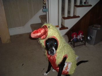 spagobi profile photo