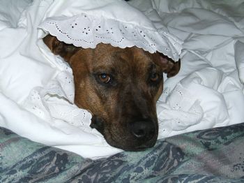 dojadog profile photo