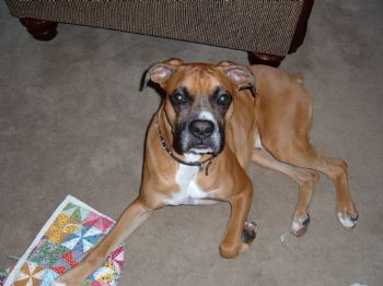 tiger9797 profile photo