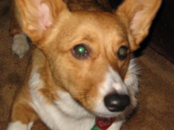 hojojabobo profile photo