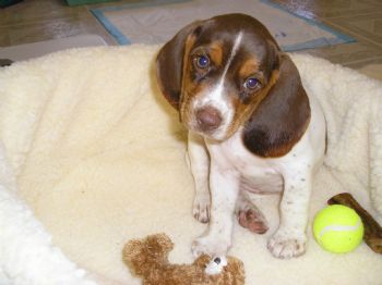 galwithpets profile photo