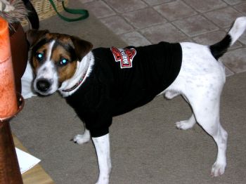 galwithpets profile photo