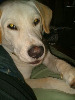 djvenney profile photo