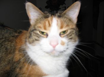 cubfan914 profile photo