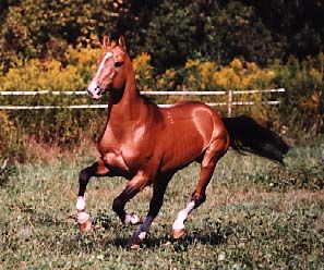 chucksmalley profile photo