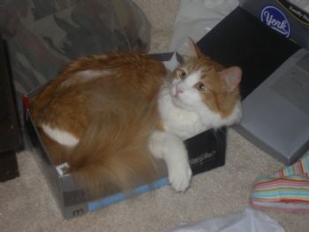 precious26 profile photo