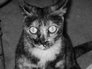 Serenit profile photo