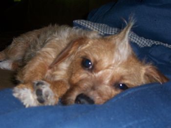 ccguiher profile photo