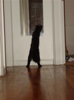 jusasec profile photo