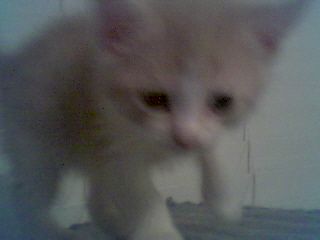 MeKitten profile photo