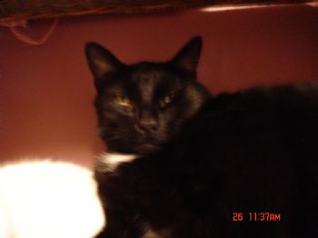 redmagnolya profile photo