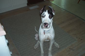 melissa-jane profile photo