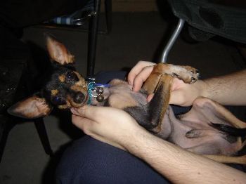 daniangel profile photo