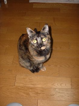 mihoarcata profile photo