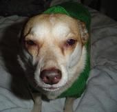 pisea profile photo
