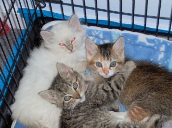 GoodlilHobit profile photo