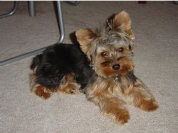 vtanakij profile photo