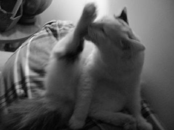 clrice profile photo